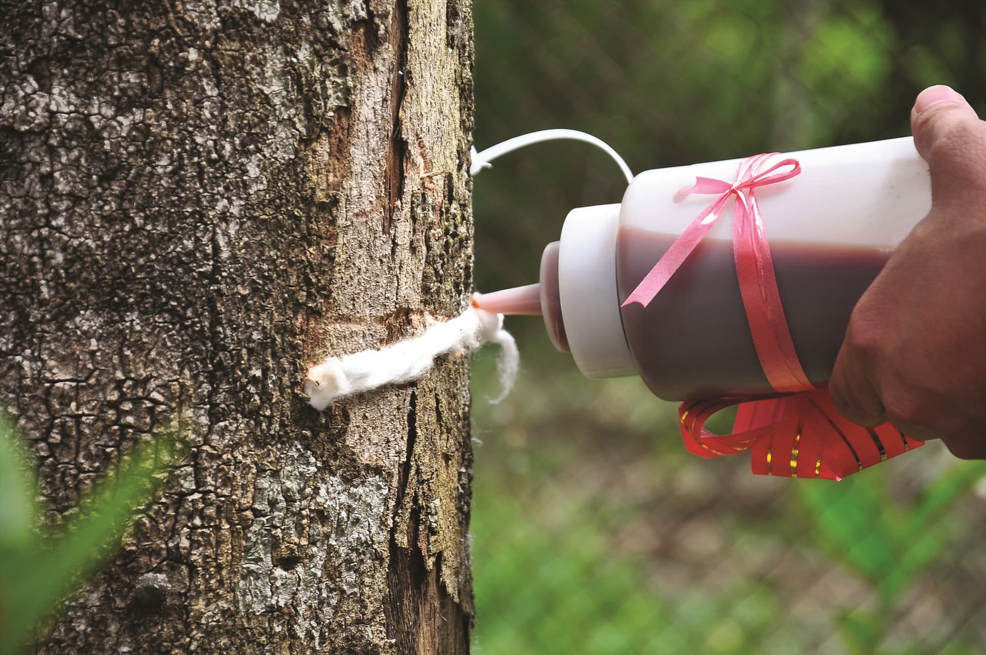 2. Inoculation – Where Cutting-Edge Science Meets Ancient Tradition